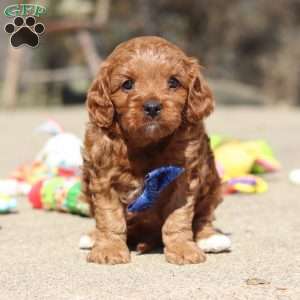 Glen, Cavapoo Puppy